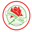 Adamstown Rosebud (nữ)